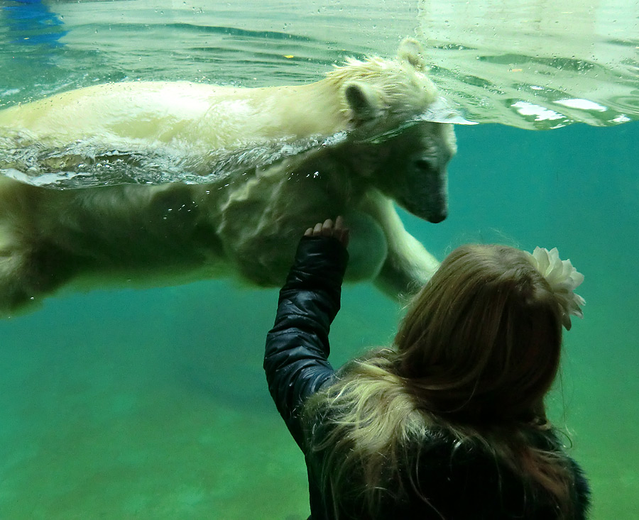 Eisbärjungtier ANORI am 24. November 2012 im Wuppertaler Zoo