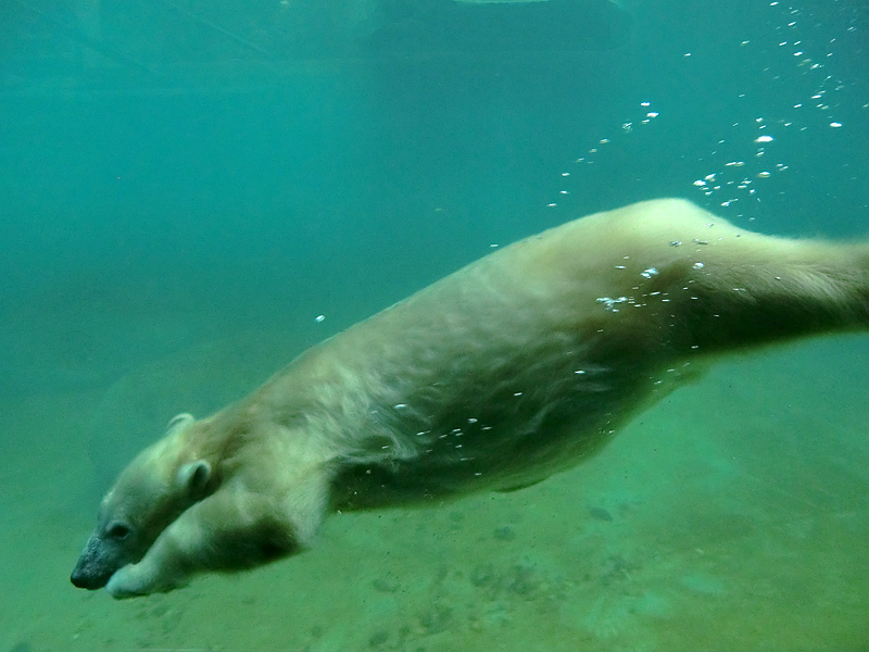 Eisbärjungtier ANORI am 24. November 2012 im Wuppertaler Zoo