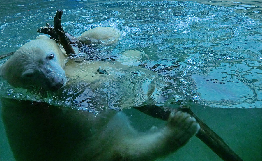 Eisbärjungtier ANORI am 24. November 2012 im Wuppertaler Zoo
