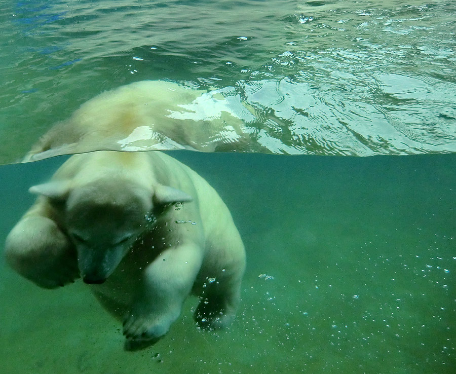 Eisbärjungtier ANORI am 24. November 2012 im Wuppertaler Zoo