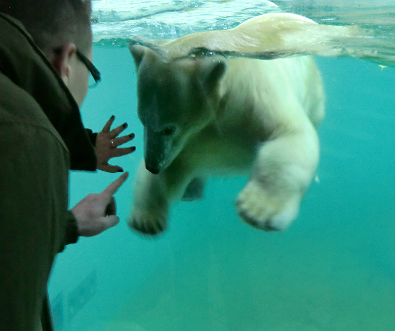 Eisbärjungtier ANORI am 24. November 2012 im Zoologischen Garten Wuppertal