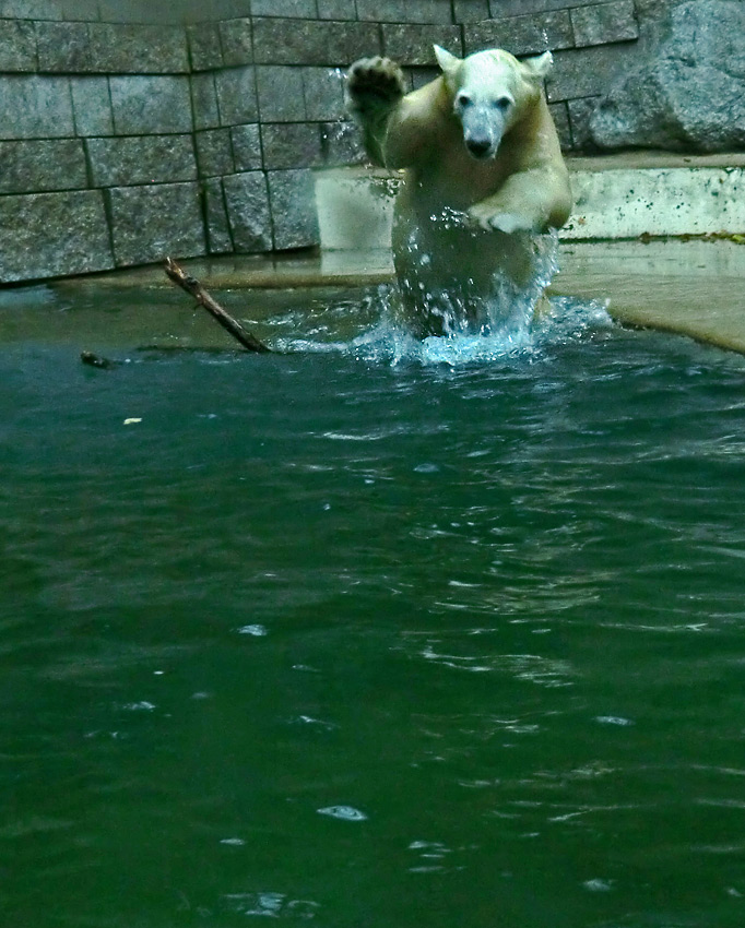 Eisbärjungtier ANORI am 24. November 2012 im Wuppertaler Zoo