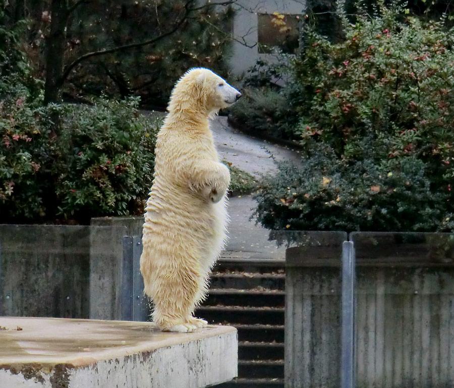 Eisbärjungtier ANORI am 24. November 2012 im Wuppertaler Zoo