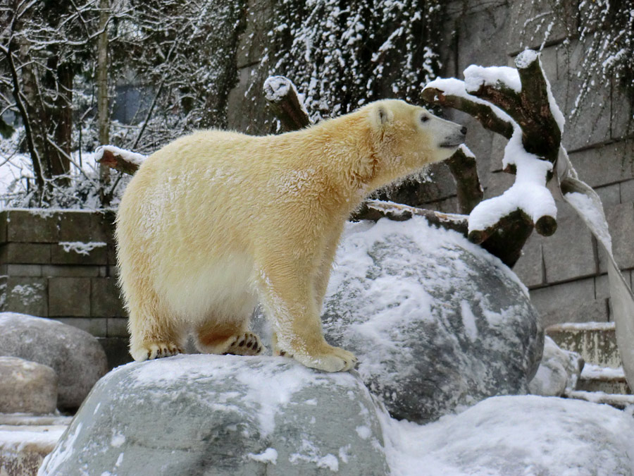 Eisbärjungtier ANORI am 8. Dezember 2012 im Zoologischen Garten Wuppertal