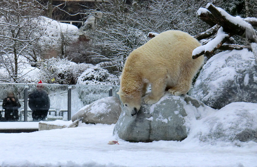 Eisbärjungtier ANORI am 8. Dezember 2012 im Wuppertaler Zoo