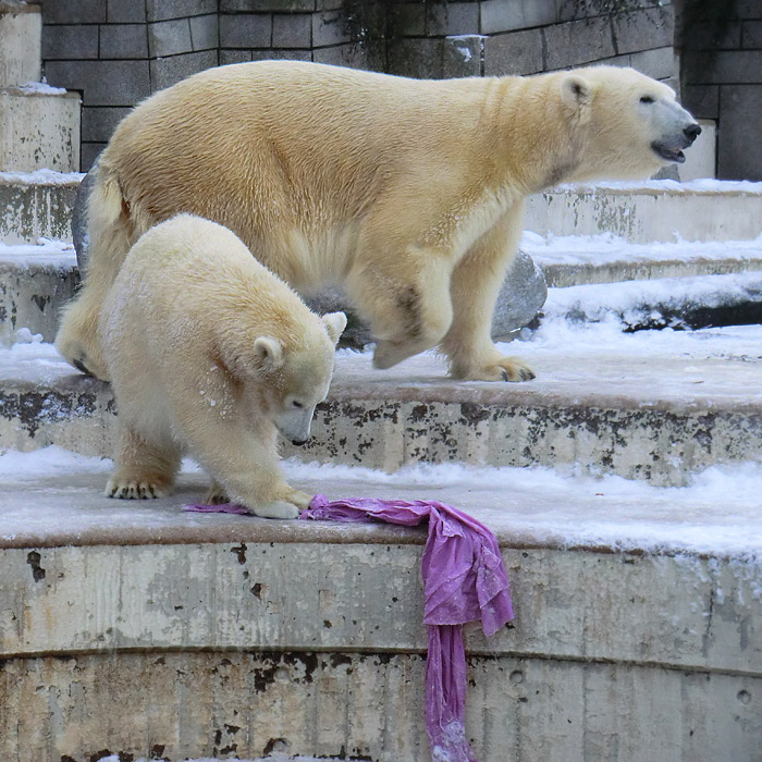 Eisbärjungtier ANORI und Eisbärin VILMA am 8. Dezember 2012 im Wuppertaler Zoo