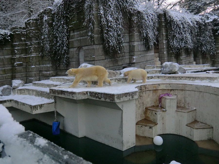 Eisbärin VILMA und Eisbärjungtier ANORI am 8. Dezember 2012 im Wuppertaler Zoo