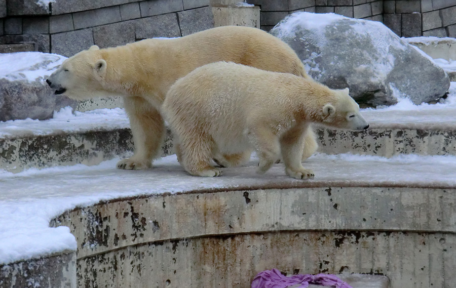 Eisbärin VILMA und Eisbärjungtier ANORI am 8. Dezember 2012 im Zoologischen Garten Wuppertal