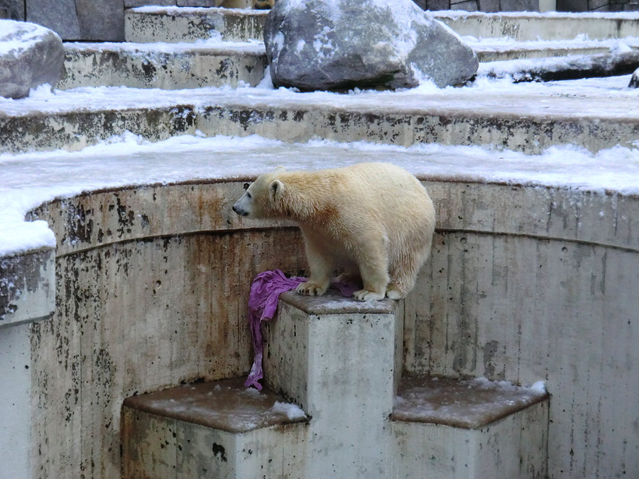 Eisbärjungtier ANORI am 8. Dezember 2012 im Zoologischen Garten Wuppertal