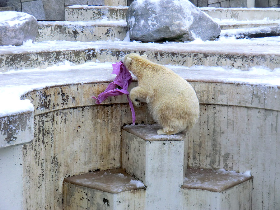 Eisbärjungtier ANORI am 8. Dezember 2012 im Wuppertaler Zoo