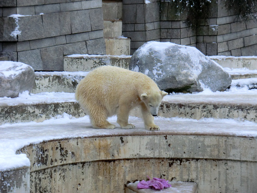 Eisbärjungtier ANORI am 8. Dezember 2012 im Wuppertaler Zoo