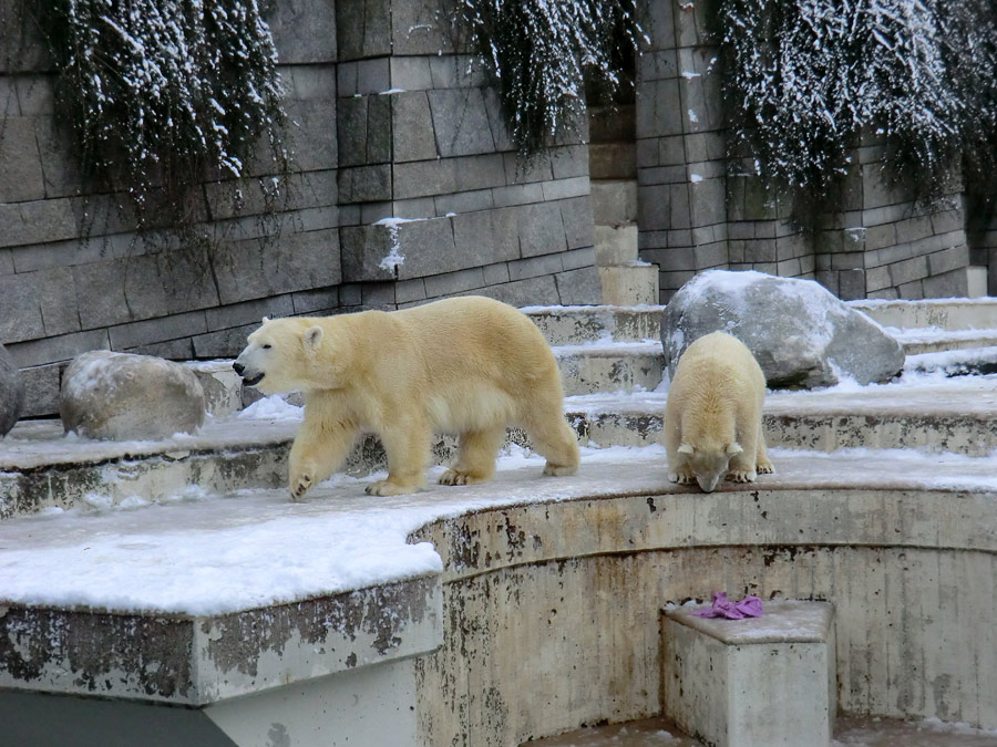 Eisbärin VILMA und Eisbärjungtier ANORI am 8. Dezember 2012 im Zoologischen Garten Wuppertal