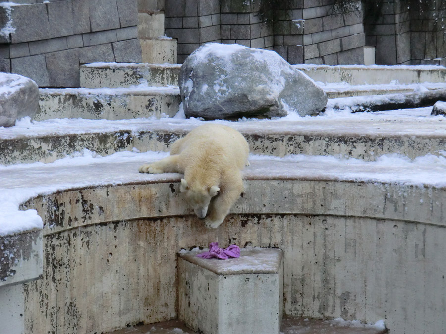 Eisbärjungtier ANORI am 8. Dezember 2012 im Zoologischen Garten Wuppertal