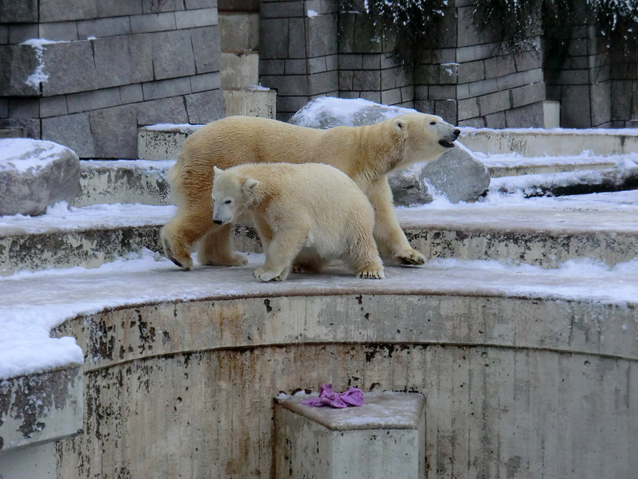 Eisbärjungtier ANORI und Eisbärin VILMA am 8. Dezember 2012 im Wuppertaler Zoo