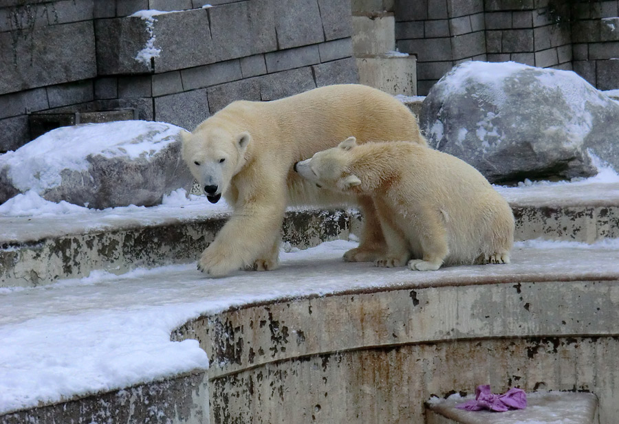 Eisbärin VILMA und Eisbärjungtier ANORI am 8. Dezember 2012 im Zoo Wuppertal