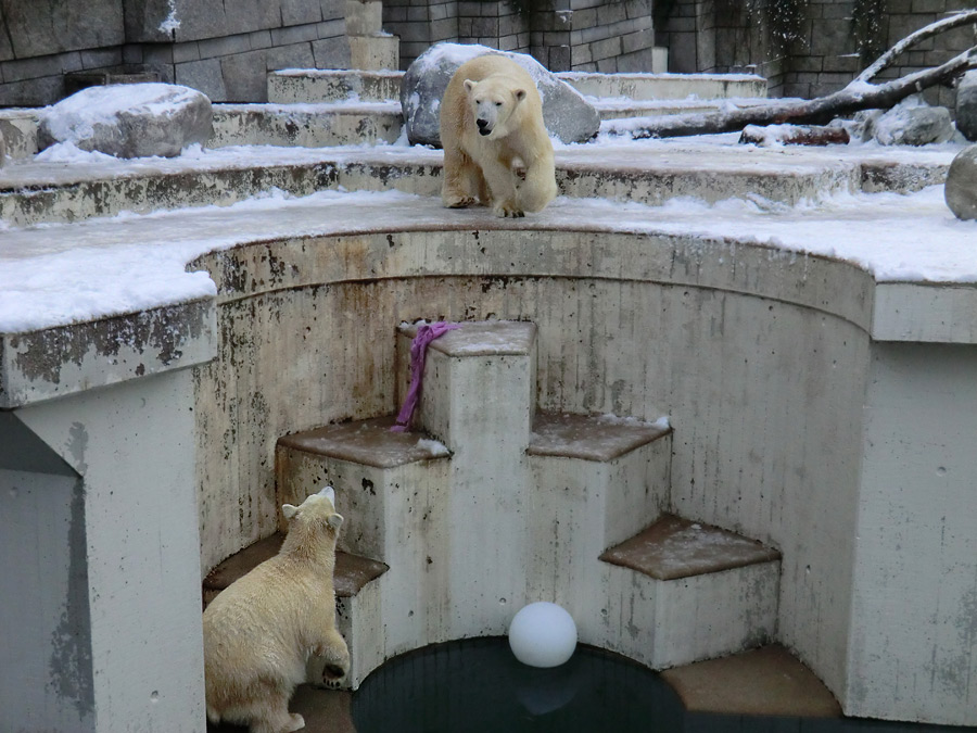 Eisbärjungtier ANORI am 8. Dezember 2012 im Wuppertaler Zoo