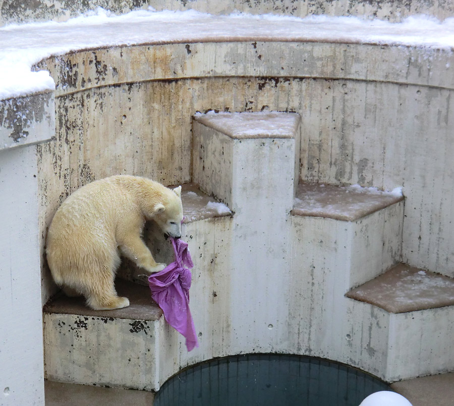 Eisbärjungtier ANORI am 8. Dezember 2012 im Zoo Wuppertal