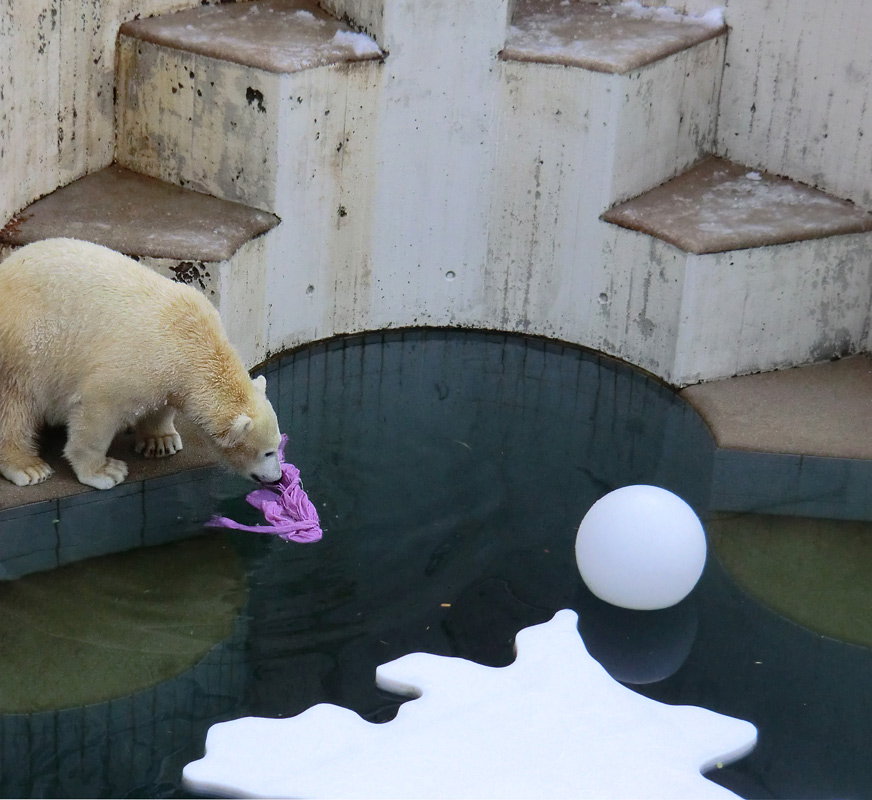 Eisbärjungtier ANORI am 8. Dezember 2012 im Zoologischen Garten Wuppertal