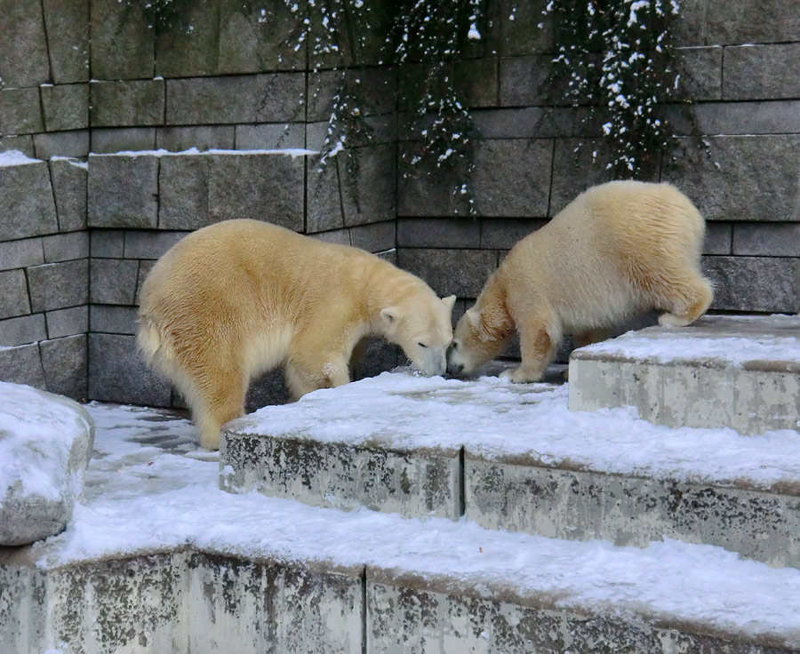 Eisbärin VILMA und Eisbärjungtier ANORI am 8. Dezember 2012 im Zoo Wuppertal