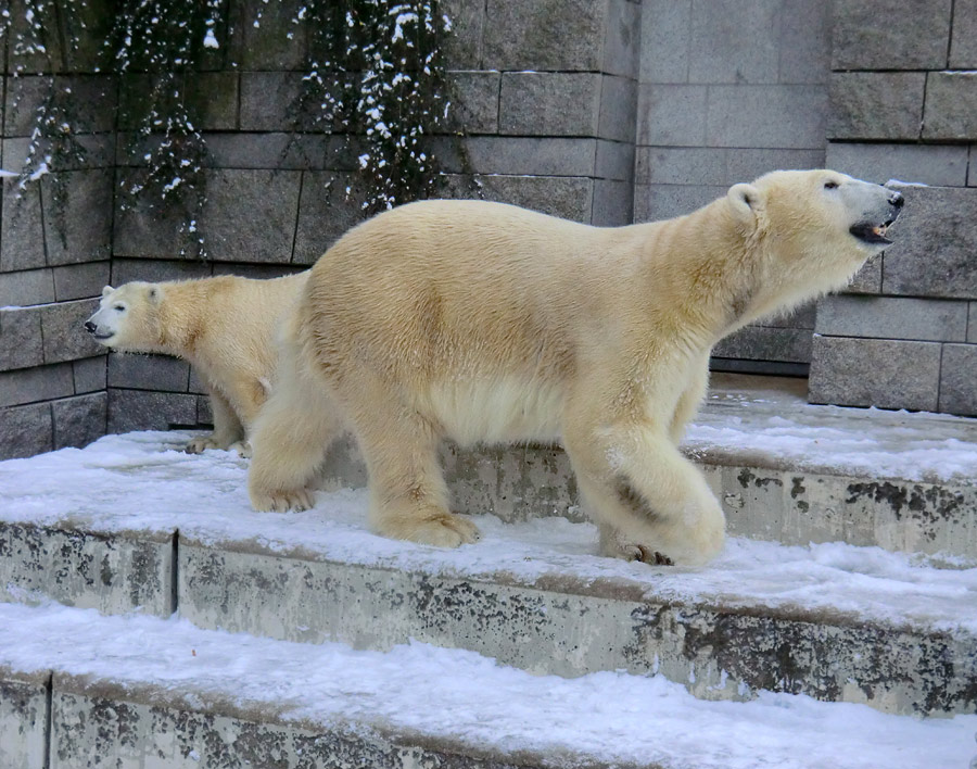 Eisbärjungtier ANORI und Eisbärin VILMA am 8. Dezember 2012 im Zoologischen Garten Wuppertal
