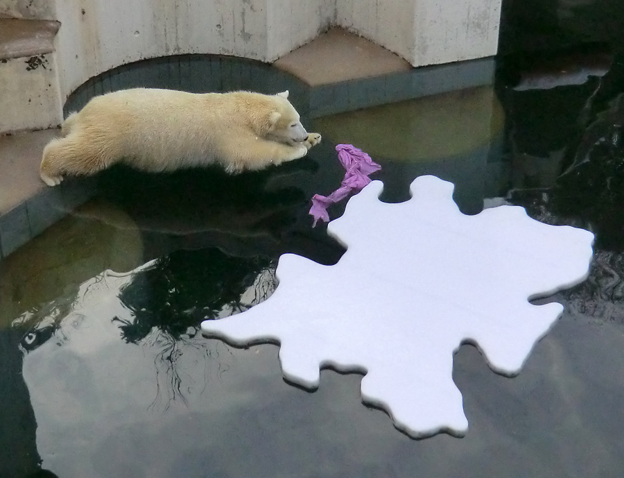 Eisbärjungtier ANORI am 8. Dezember 2012 im Zoologischen Garten Wuppertal