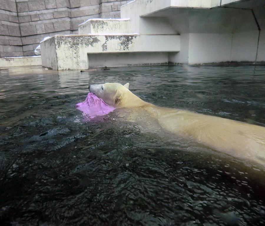 Eisbärjungtier ANORI am 8. Dezember 2012 im Zoologischen Garten Wuppertal