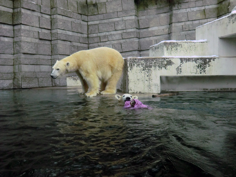 Eisbärjungtier ANORI und Eisbärin VILMA am 8. Dezember 2012 im Wuppertaler Zoo