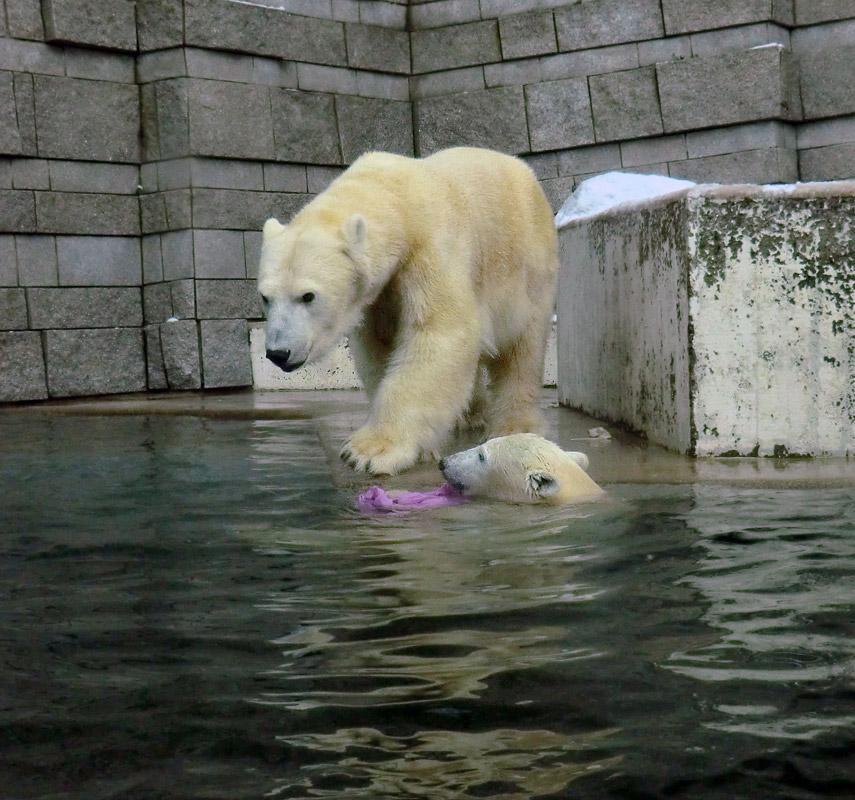 Eisbärjungtier ANORI und Eisbärin VILMA am 8. Dezember 2012 im Zoologischen Garten Wuppertal