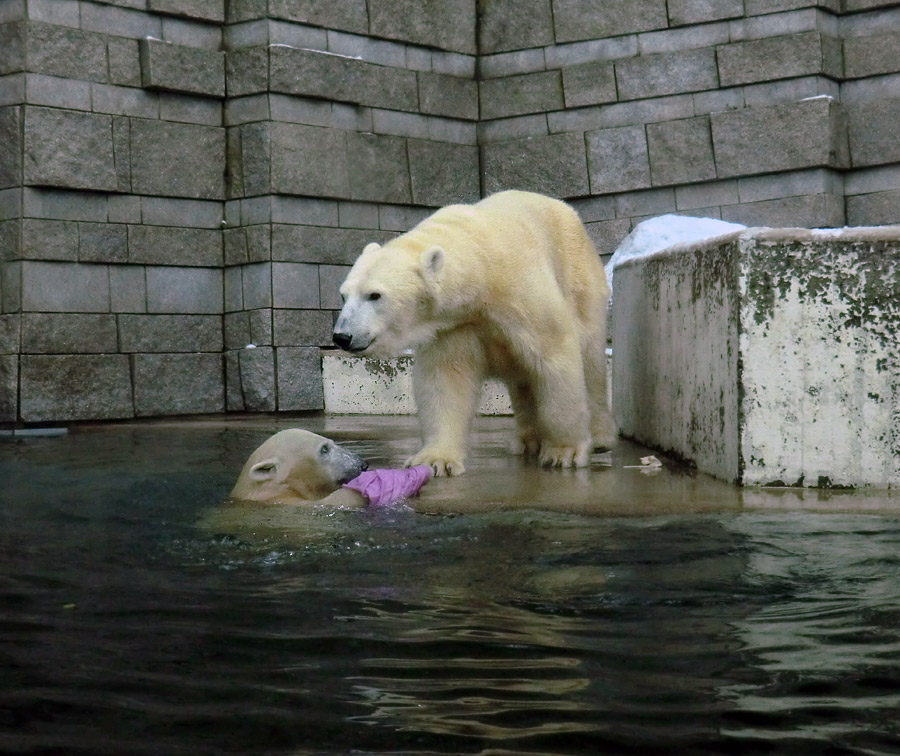 Eisbärjungtier ANORI und Eisbärin VILMA am 8. Dezember 2012 im Wuppertaler Zoo