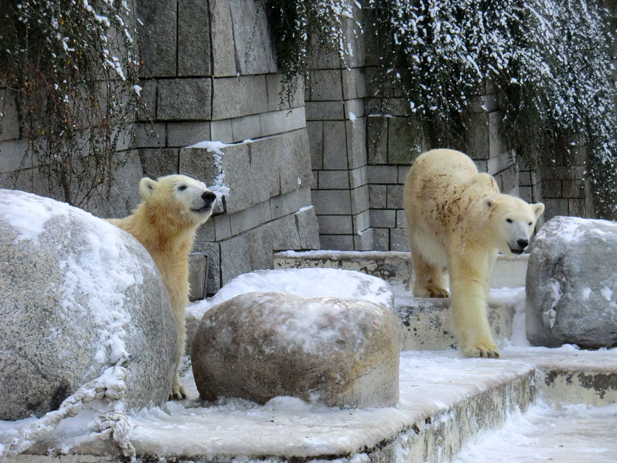 Eisbärjungtier ANORI und Eisbärin VILMA am 8. Dezember 2012 im Wuppertaler Zoo