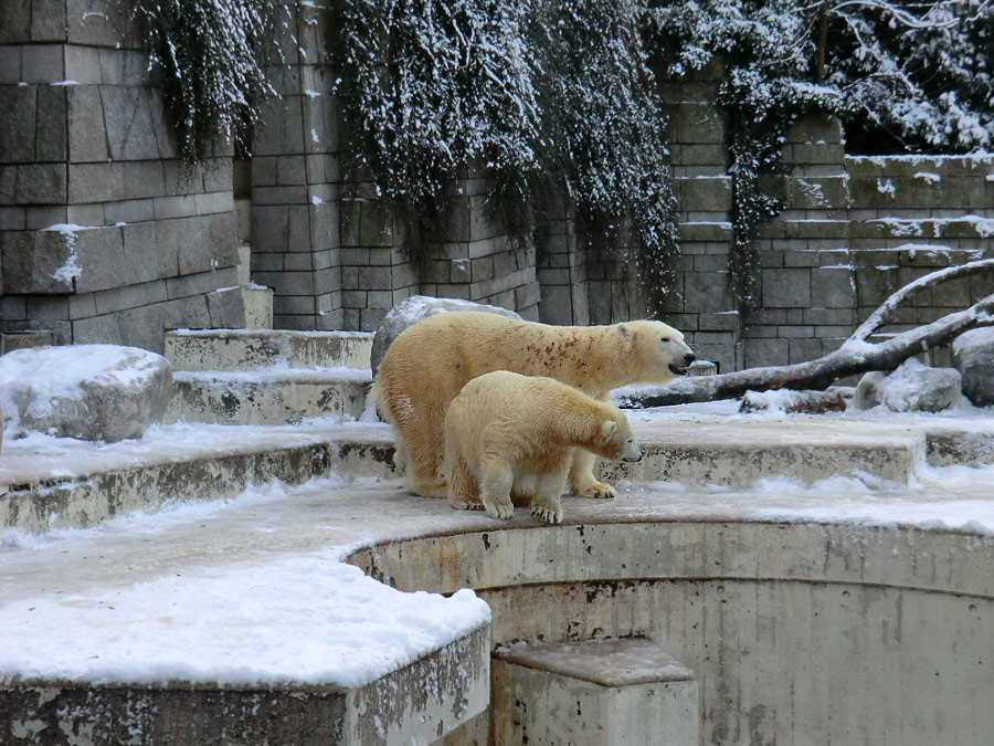 Eisbärin VILMA und Eisbärjungtier ANORI am 8. Dezember 2012 im Zoo Wuppertal