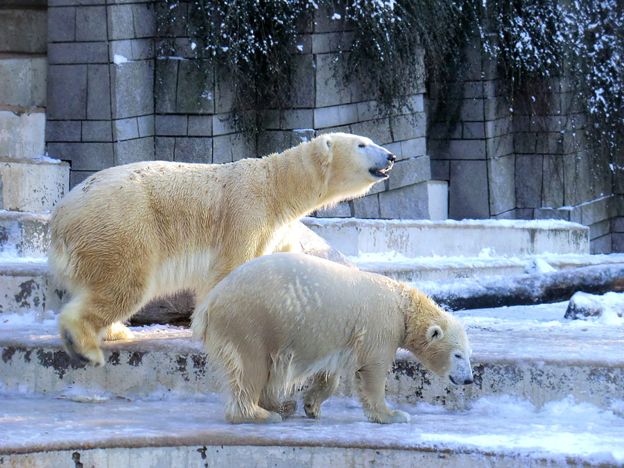 Eisbärin VILMA und Eisbärjungtier ANORI am 8. Dezember 2012 im Zoologischen Garten Wuppertal