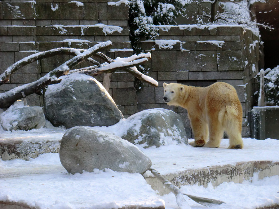 Eisbärin VILMA am 8. Dezember 2012 im Zoo Wuppertal