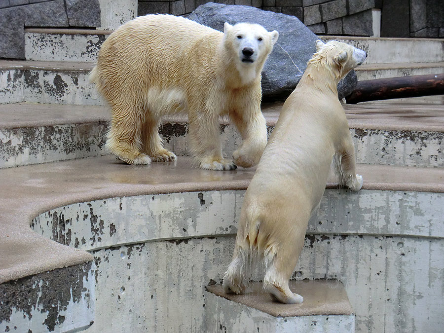 Eisbärin VILMA und Eisbärjungtier ANORI am 22. Dezember 2012 im Wuppertaler Zoo