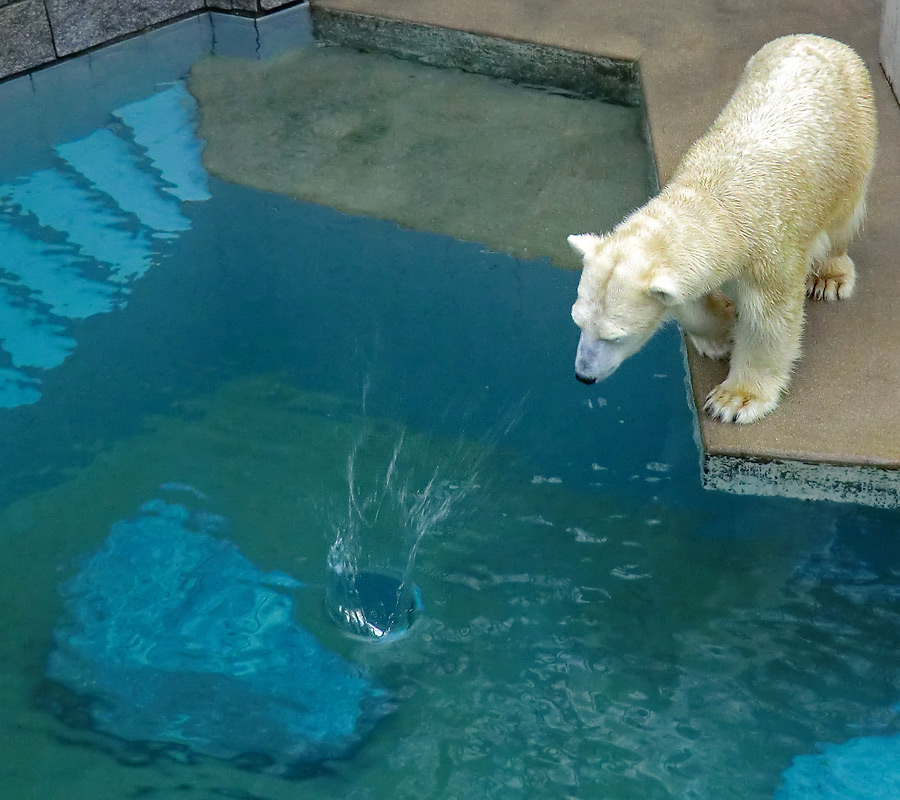 Eisbärin VILMA am 22. Dezember 2012 im Zoologischen Garten Wuppertal