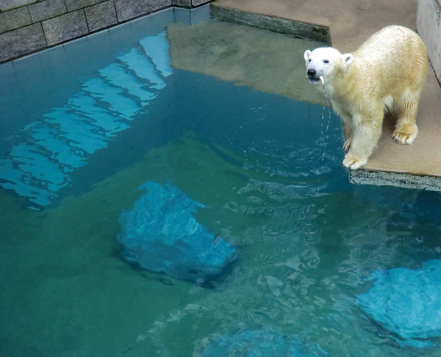 Eisbärin VILMA am 22. Dezember 2012 im Wuppertaler Zoo