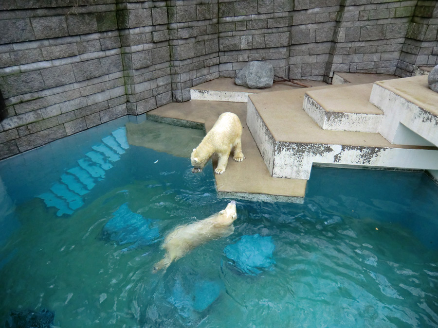 Eisbärjungtier ANORI und Eisbärin VILMA am 22. Dezember 2012 im Zoo Wuppertal