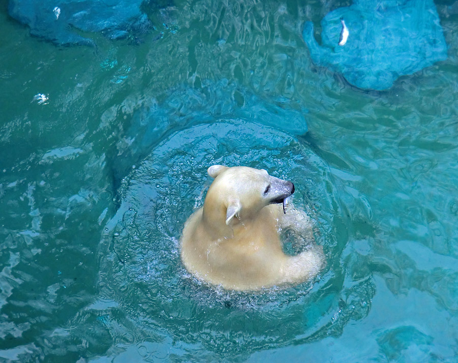 Eisbärjungtier ANORI am 22. Dezember 2012 im Wuppertaler Zoo