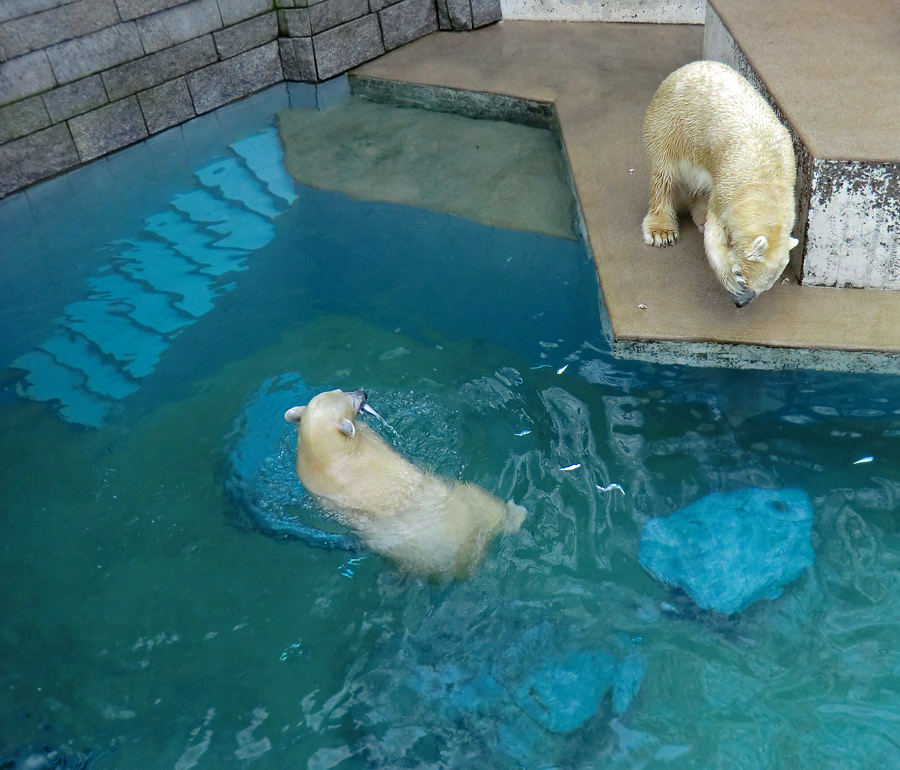 Eisbärjungtier ANORI und Eisbärin VILMA am 22. Dezember 2012 im Zoo Wuppertal