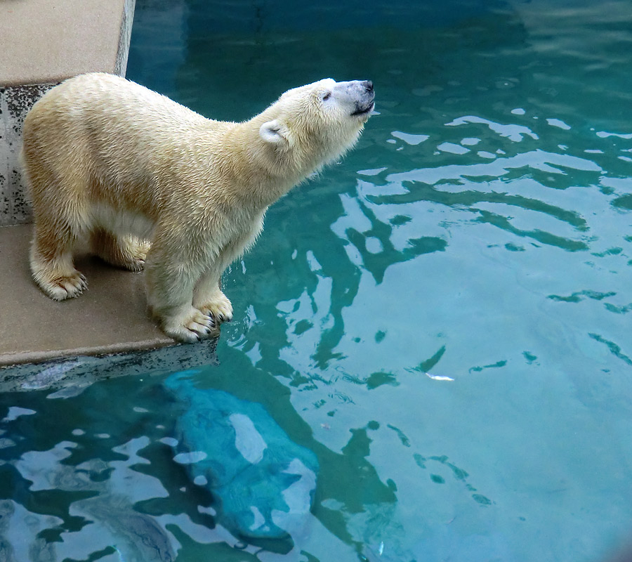 Eisbärin VILMA am 22. Dezember 2012 im Zoologischen Garten Wuppertal