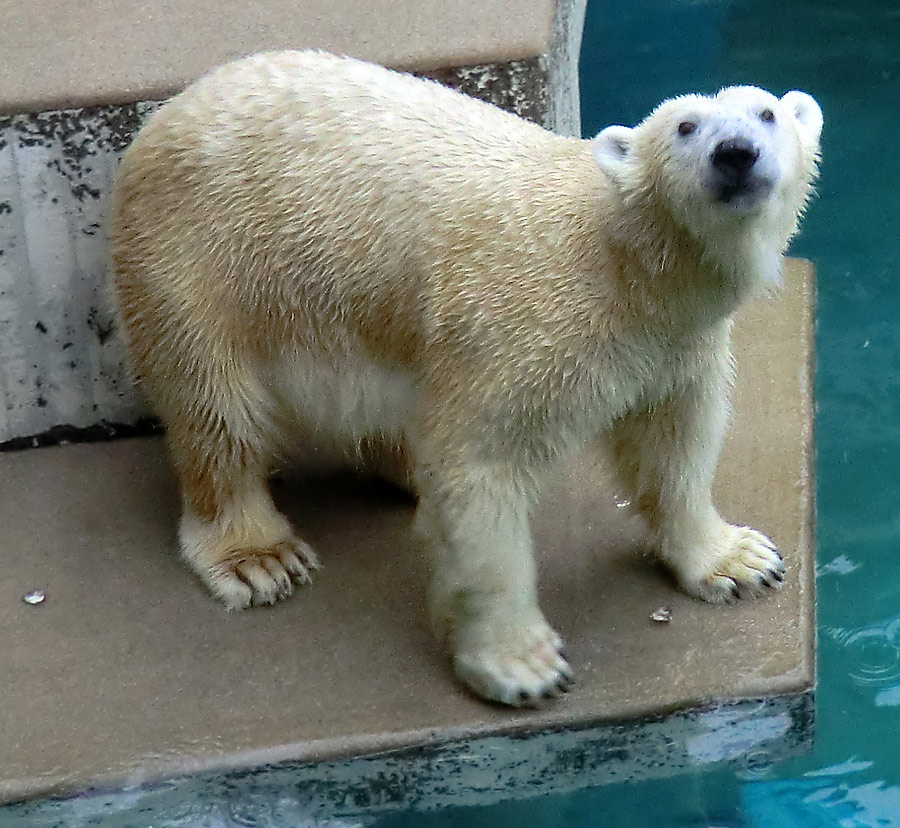 Eisbärin VILMA am 22. Dezember 2012 im Zoo Wuppertal