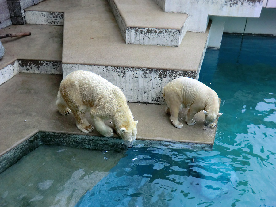 Eisbärin VILMA und Eisbärjungtier ANORI am 22. Dezember 2012 im Zoo Wuppertal