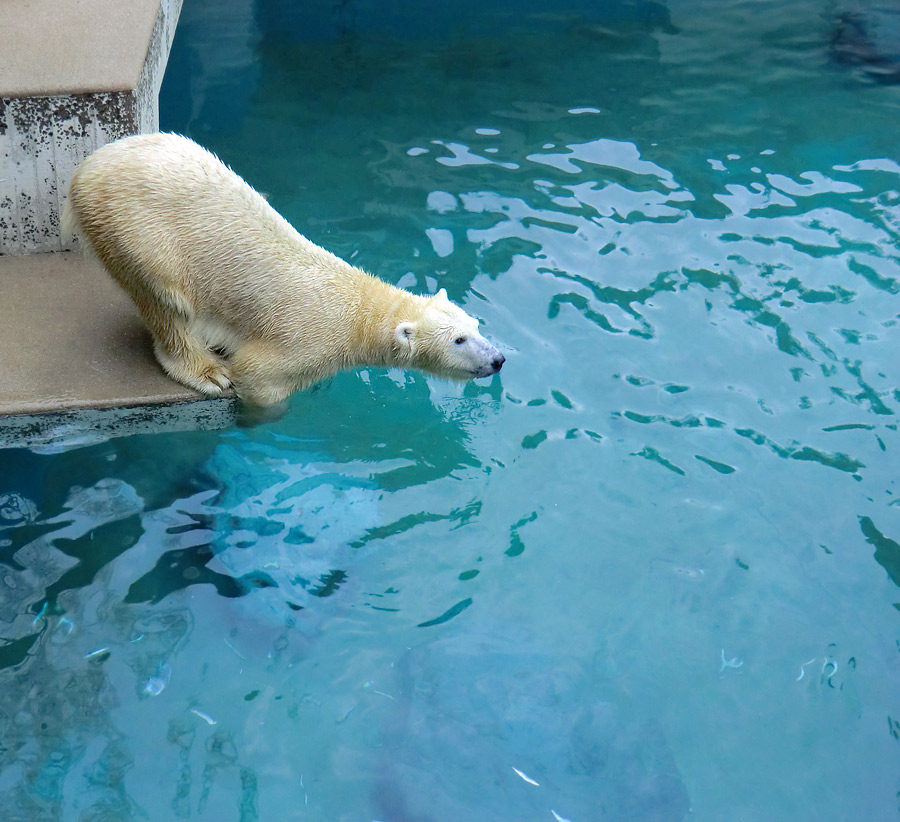 Eisbärin VILMA am 22. Dezember 2012 im Wuppertaler Zoo