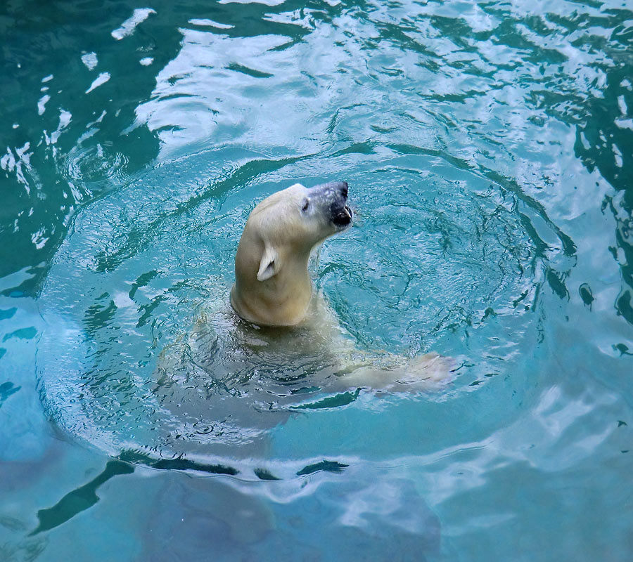 Eisbärjungtier ANORI am 22. Dezember 2012 im Zoo Wuppertal