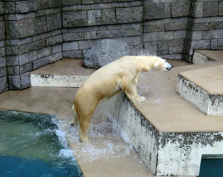 Eisbärin VILMA am 22. Dezember 2012 im Zoologischen Garten Wuppertal