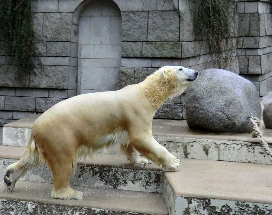 Eisbärin VILMA am 22. Dezember 2012 im Wuppertaler Zoo