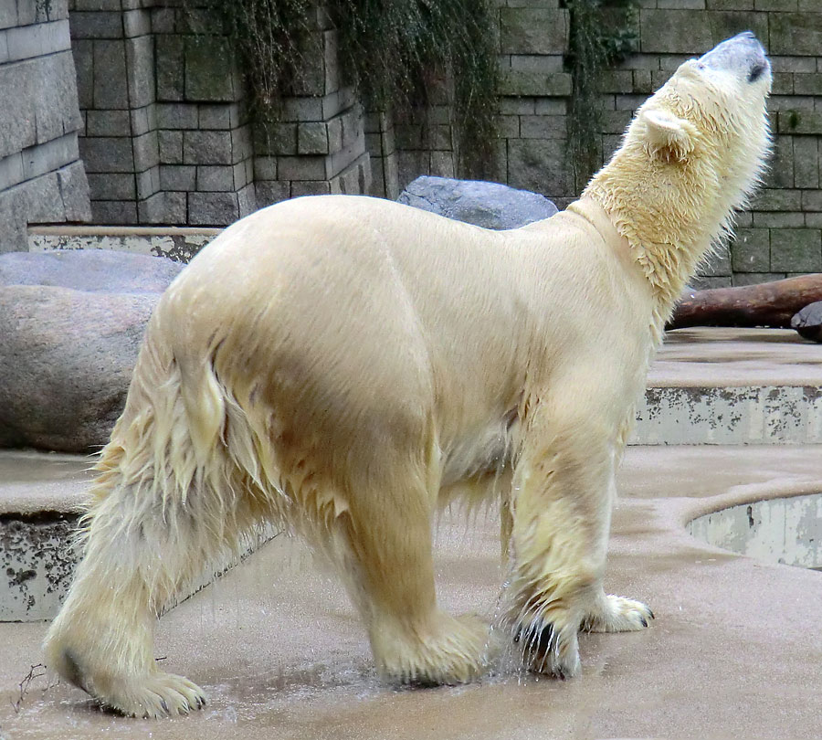 Eisbärin VILMA am 22. Dezember 2012 im Zoologischen Garten Wuppertal