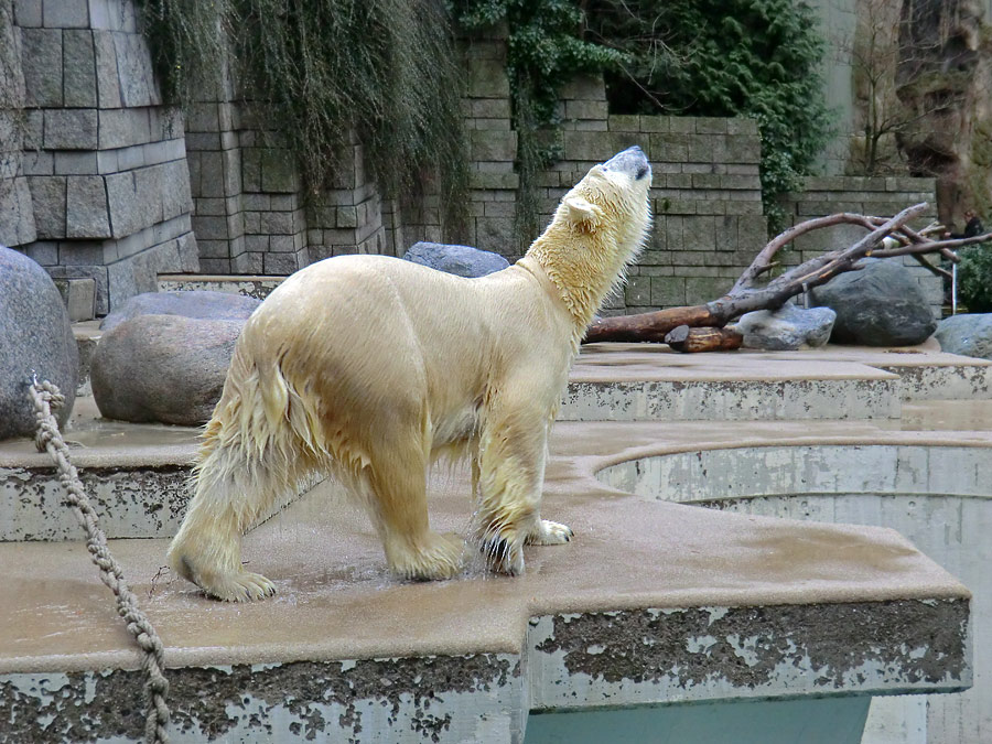Eisbärin VILMA am 22. Dezember 2012 im Zoo Wuppertal