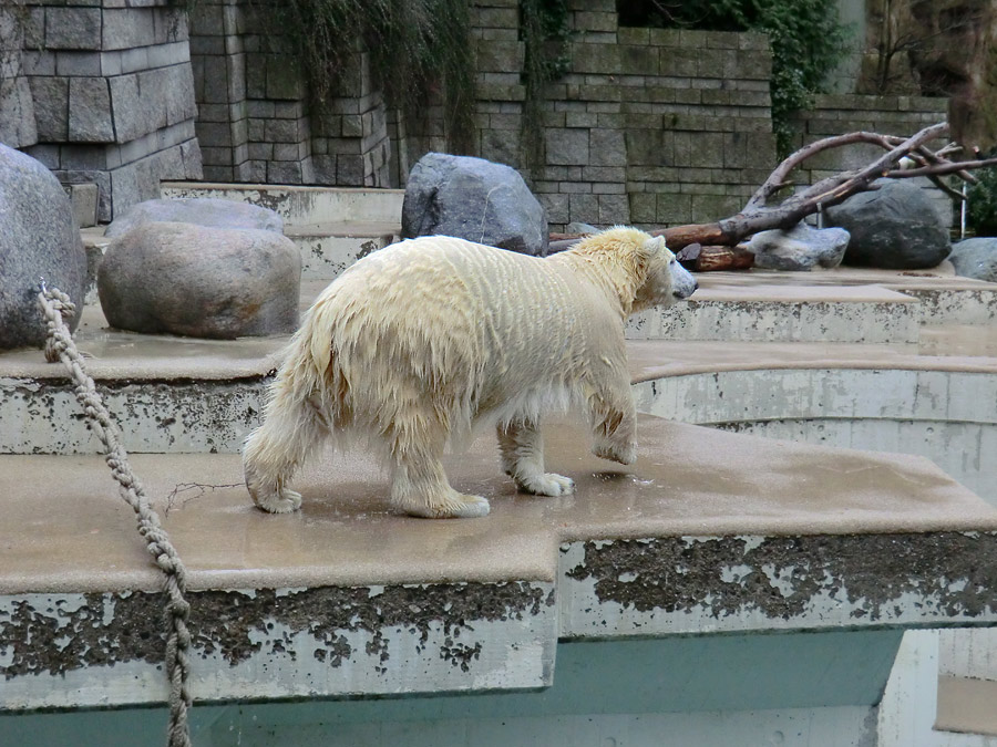 Eisbärjungtier ANORI am 22. Dezember 2012 im Zoologischen Garten Wuppertal