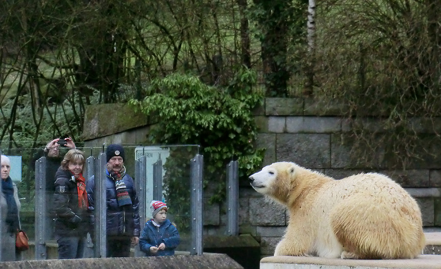 Eisbärjungtier ANORI am 22. Dezember 2012 im Zoo Wuppertal